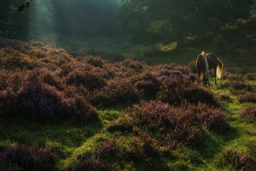 Wild horse between the blooming heather Photograph by Anges Van der Logt