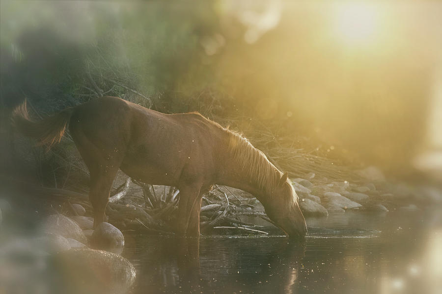 Wild Horse By Dawns Light  Photograph by Saija Lehtonen