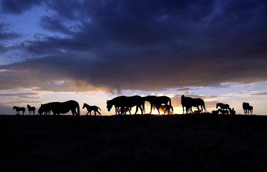 Wild Horse Color Silhouette Photograph by Dirk Johnson