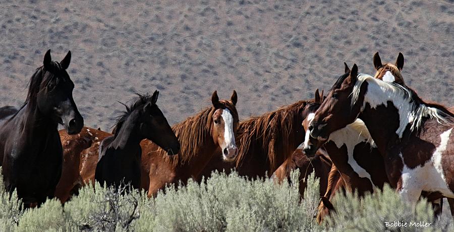 Wild Horse Conference Photograph