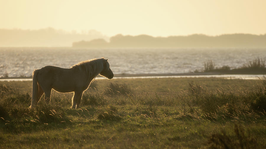 Wild horse during a beautiful sunrise Photograph by Anges Van der Logt