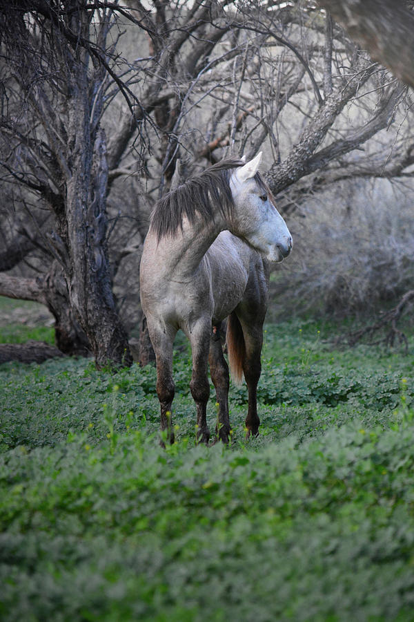 Wild Horse Enchantment Photograph by Barbara Sophia Travels