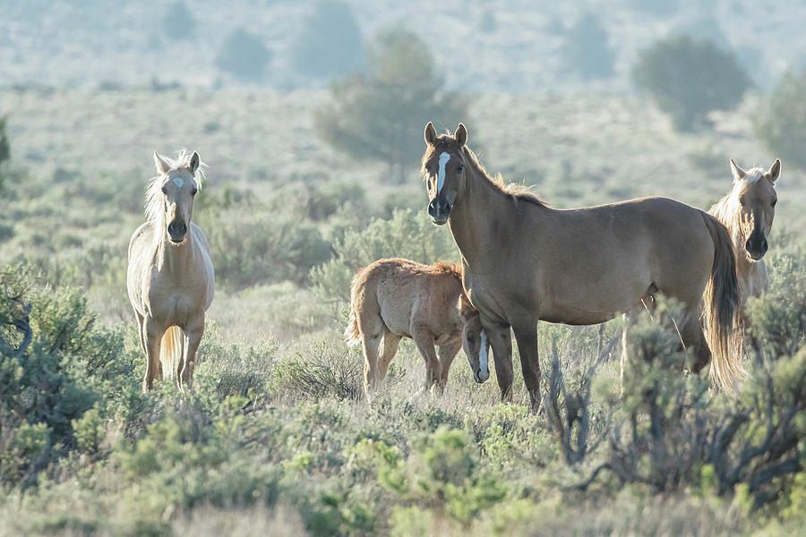 Wild Horse Familial Band Bonding in Early Morning, No. 2 Photograph by Belinda Greb