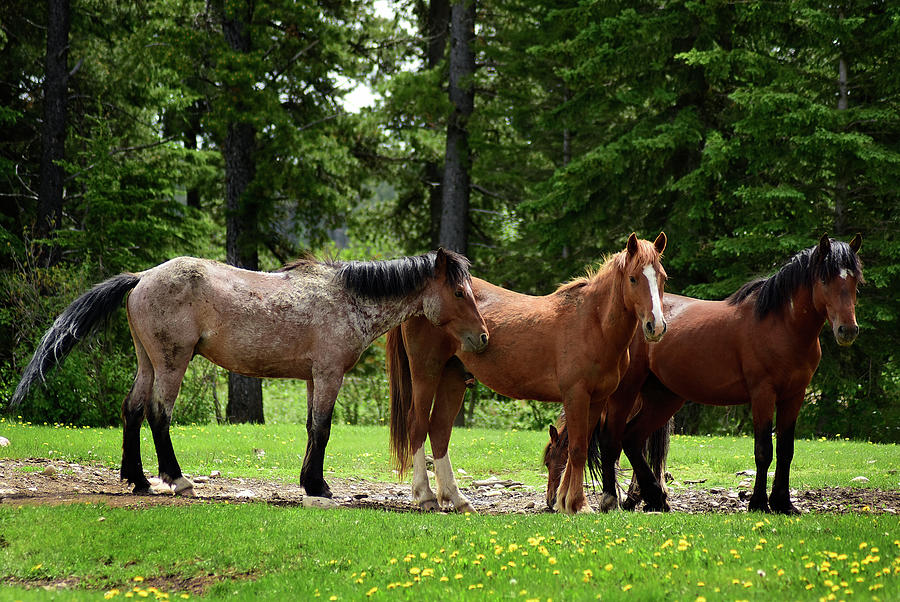 Wild horse family Photograph by Angelito De Jesus