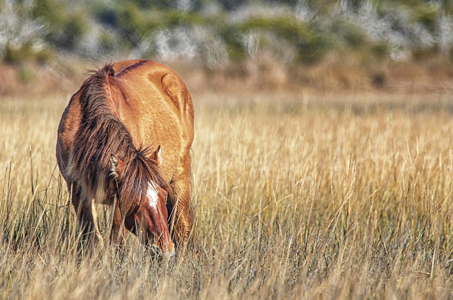 Wild Horse Feeding Along the Crystal Coast Photograph by Bob Decker