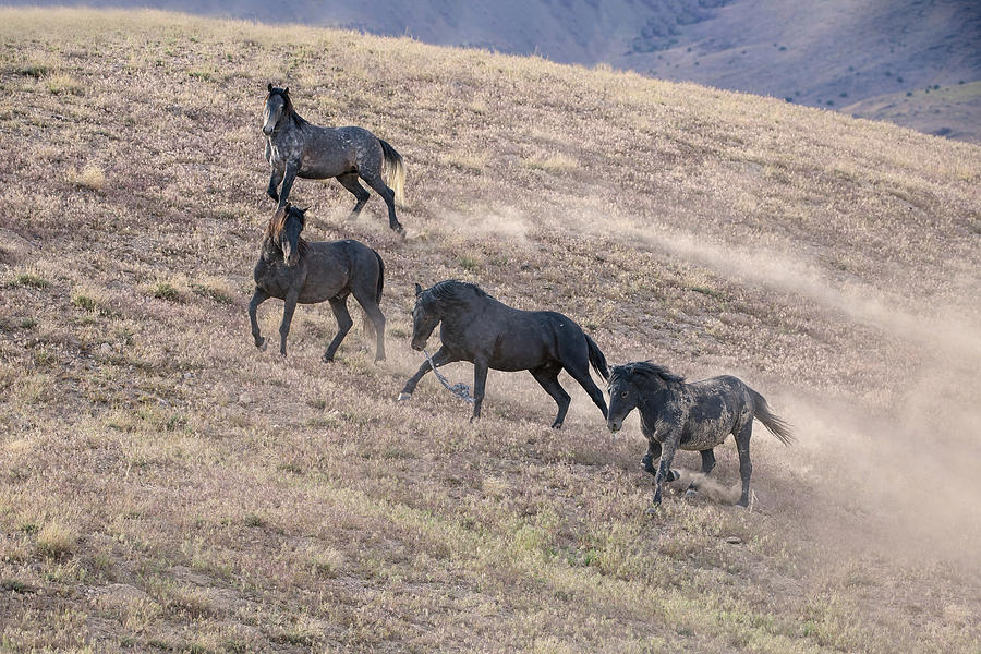 Wild Horse Games Photograph by Fon Denton