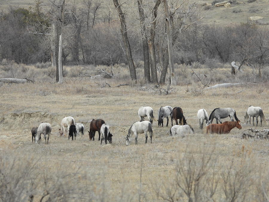 Wild Horse Herd 1 Photograph by Amanda R Wright