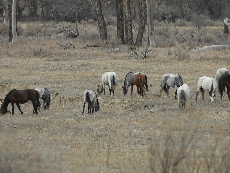 Wild Horse Herd 2 Photograph by Amanda R Wright