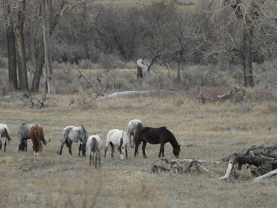 Wild Horse Herd 3 Photograph by Amanda R Wright