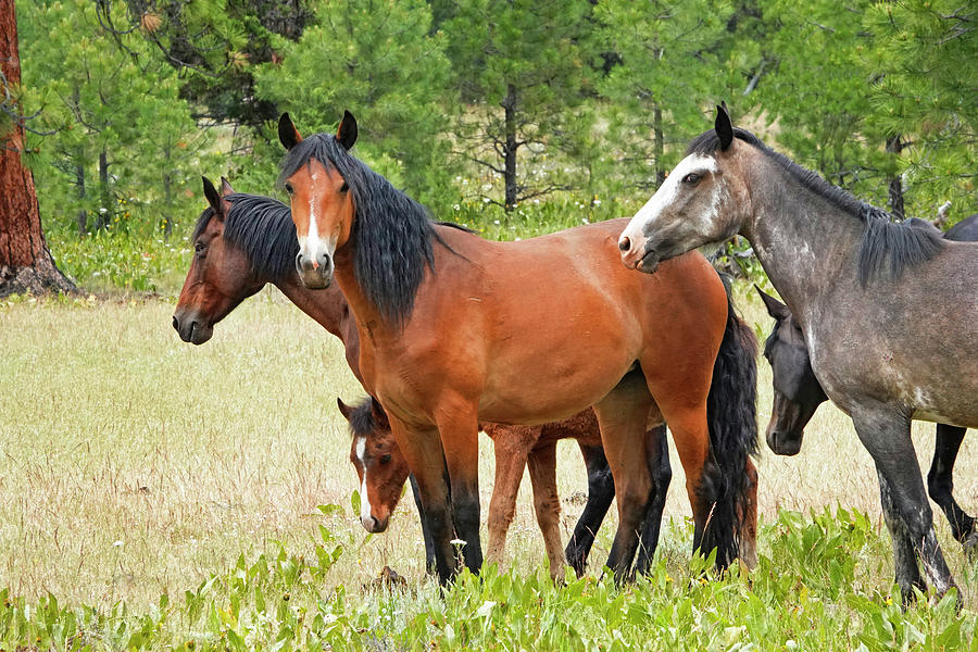 Wild Horse Herd Photograph