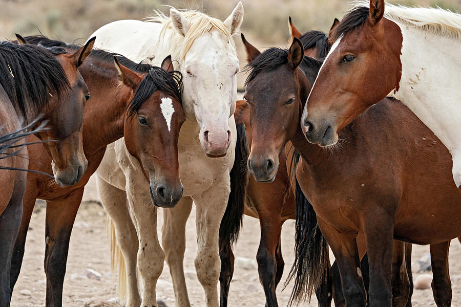 Wild Horse Huddle Photograph by Wesley Aston
