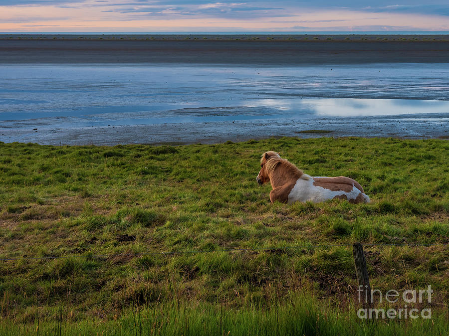 Wild Horse Iceland Photograph