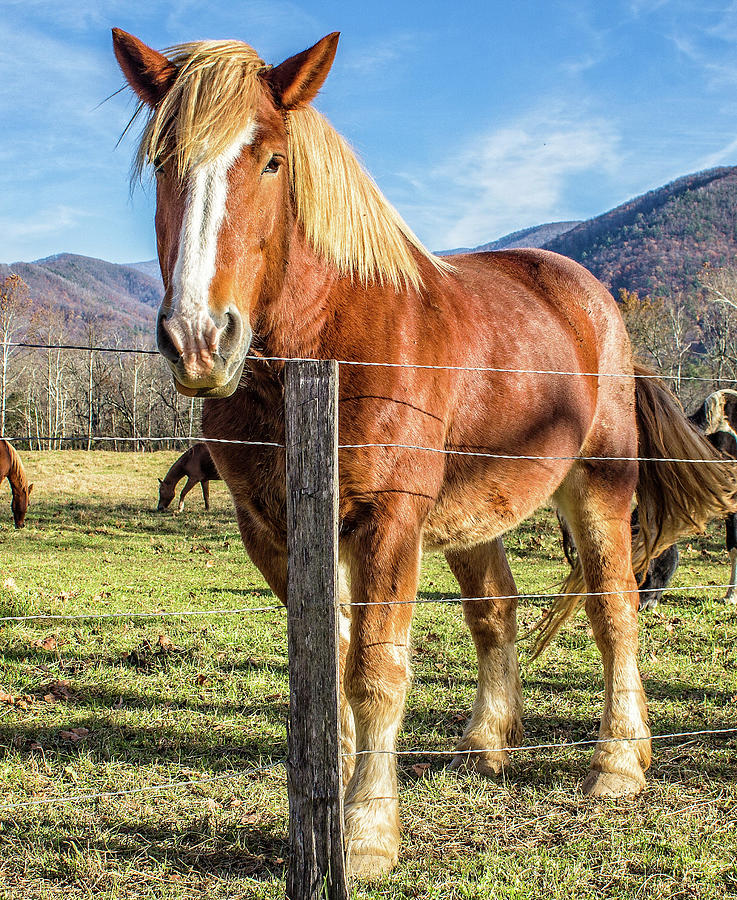 Wild Horse In Cades Cove Great Smoky Mountain National Park