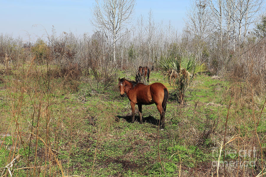 Wild Horse In Florida, Paynes Prairie Preserve State Park Photograph by Felix Lai