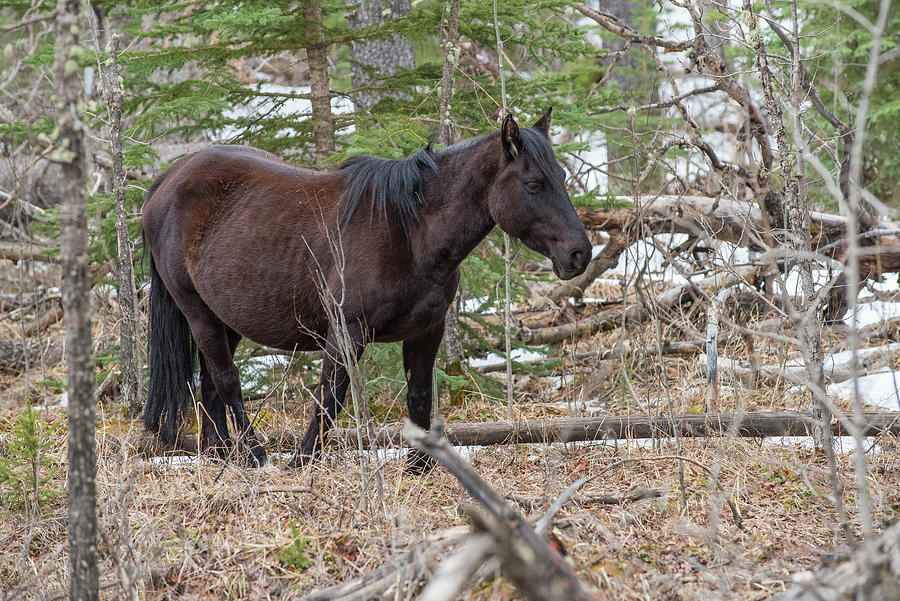 Wild Horse in Forest Photograph by Bill Cubitt