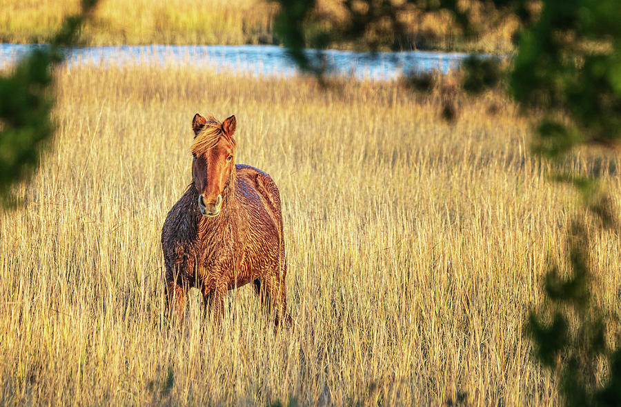 Wild Horse in the Marsh - Beaufort North Carolina Photograph by Bob Decker