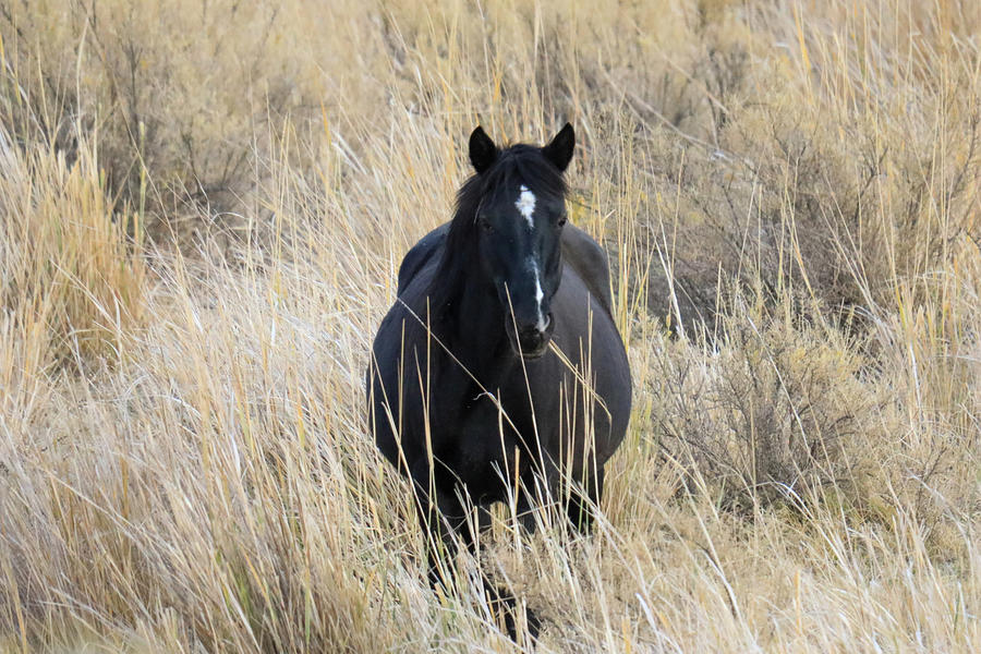 Wild horse in the sage Photograph by Jeff Swan