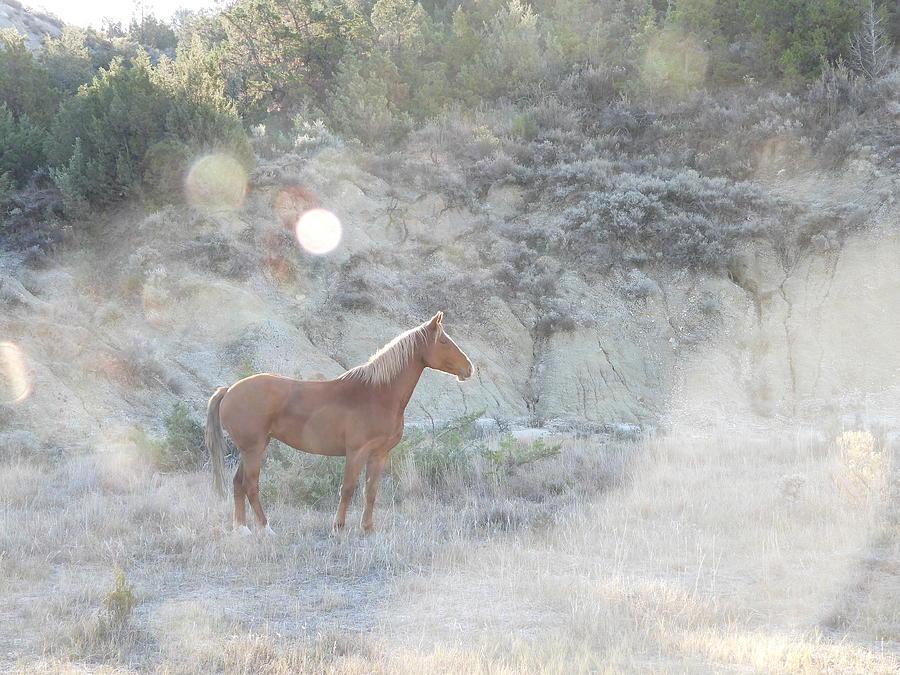 Wild Horse in the Sun Light Photograph by Amanda R Wright