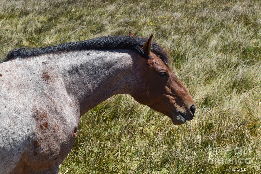 Horse in the Wind