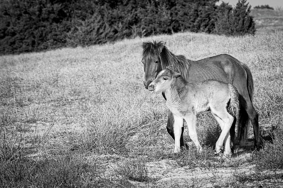 Wild Horse Mare and Foal Along North Carolina Coast Photograph by Bob Decker