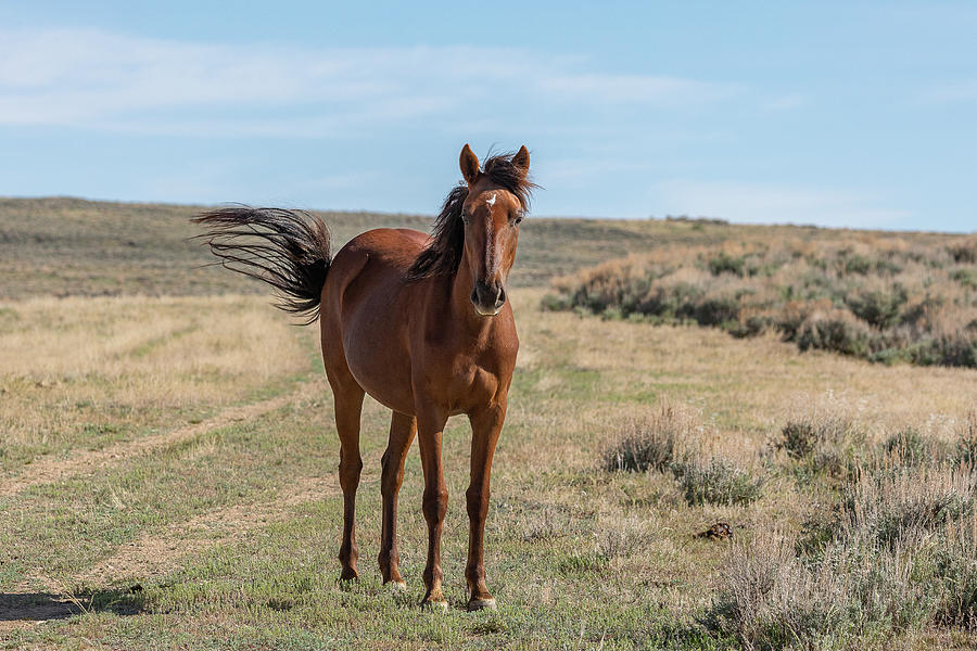 Wild Horse Mare in the High Desert Photograph by Tony Hake - Fine Art ...