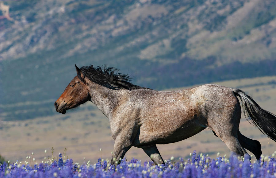 Wild horse Photograph by Mark Miller