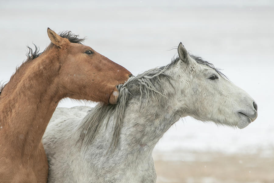 Wild Horse Massage Photograph by Kent Keller