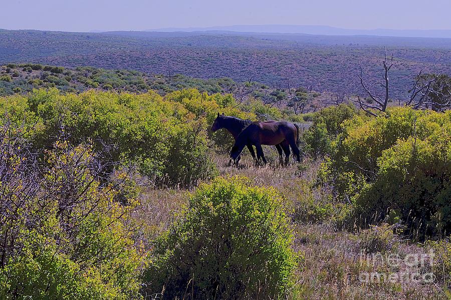 Wild Horse Mesa Photograph by Randy Pollard