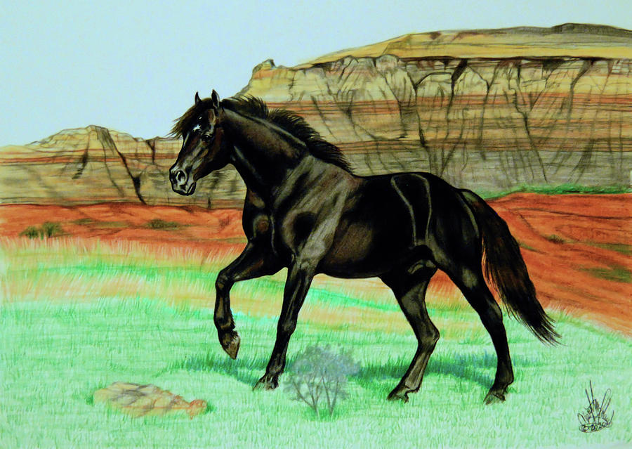 Wild Horse Stallion Mystery Drawing