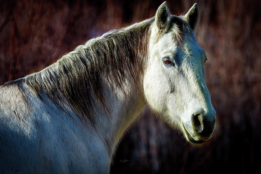 Wild Horse No. 1 Photograph by Craig J Satterlee