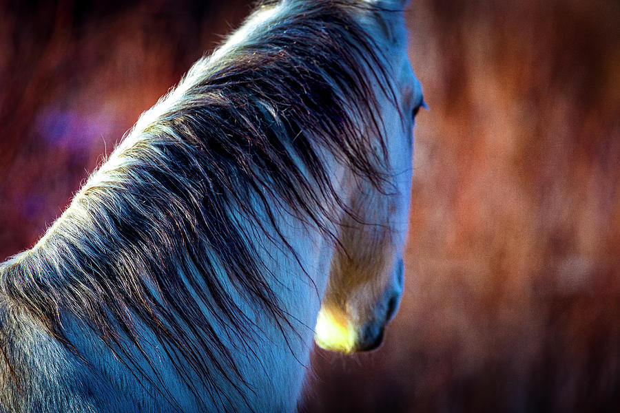 Wild Horse No. 2 Photograph by Craig J Satterlee