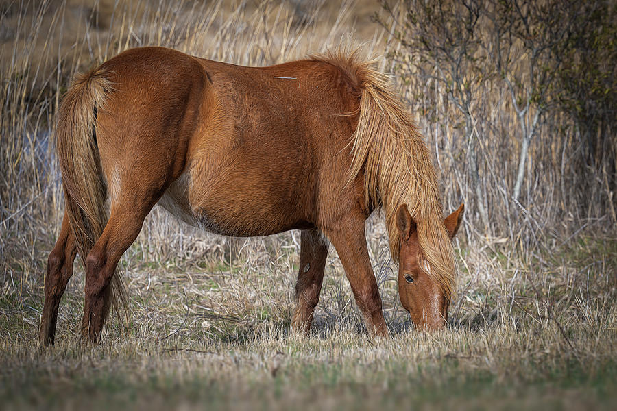 Chincoteague Pony 2 Photograph by Cindy Lark Hartman