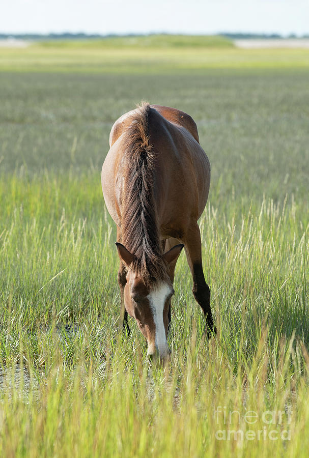 Wild Horse of NC #2816 Photograph by Susan Yerry
