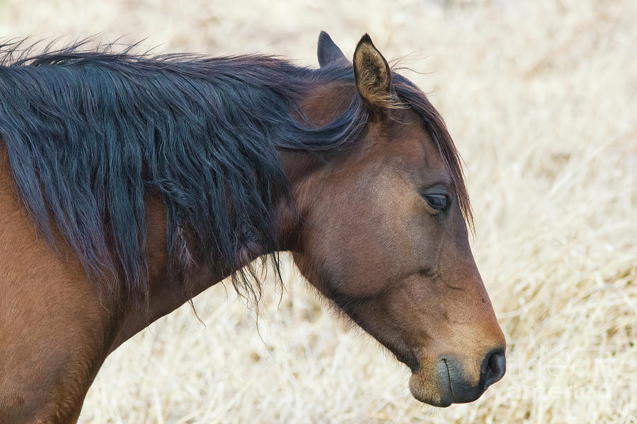 Wild Horse of Paynes Prairie Preserve State Park, Florida 2 Photograph by Felix Lai