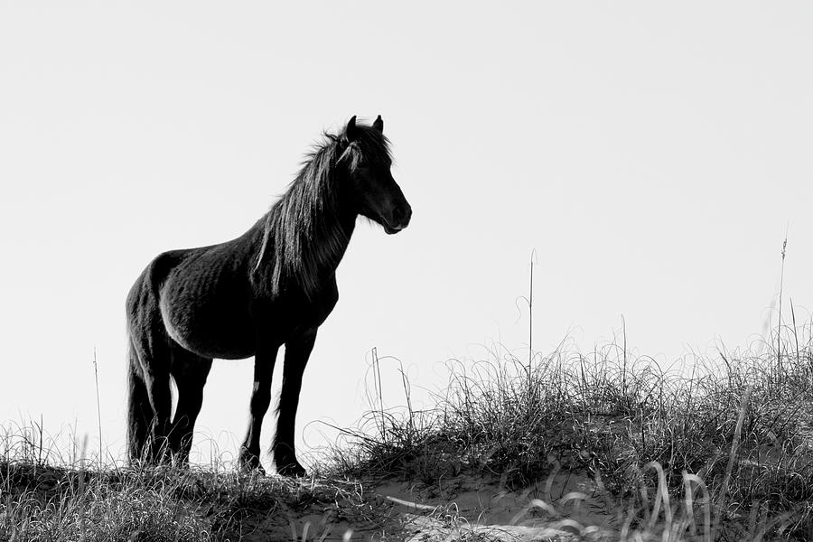 Wild Horse of the Outer Banks Stands Alert Photograph by Bob Decker