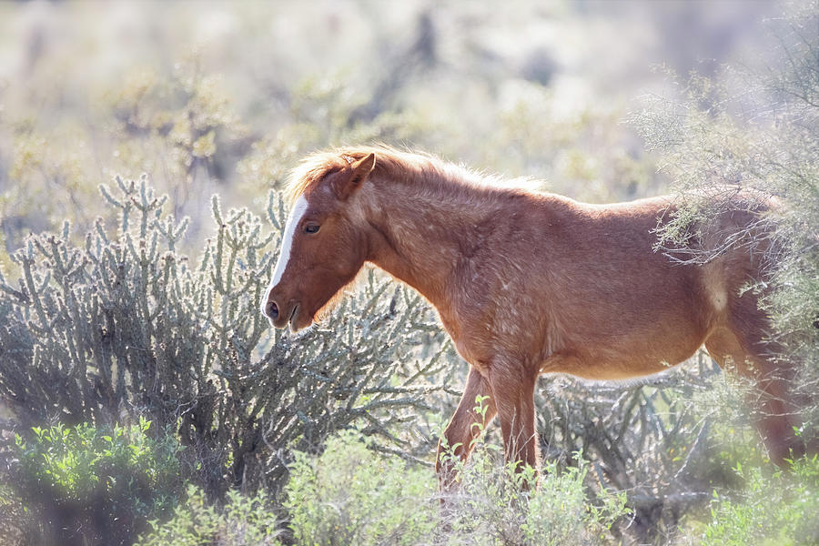 Wild Horse Of The Sonoran  Photograph by Saija Lehtonen