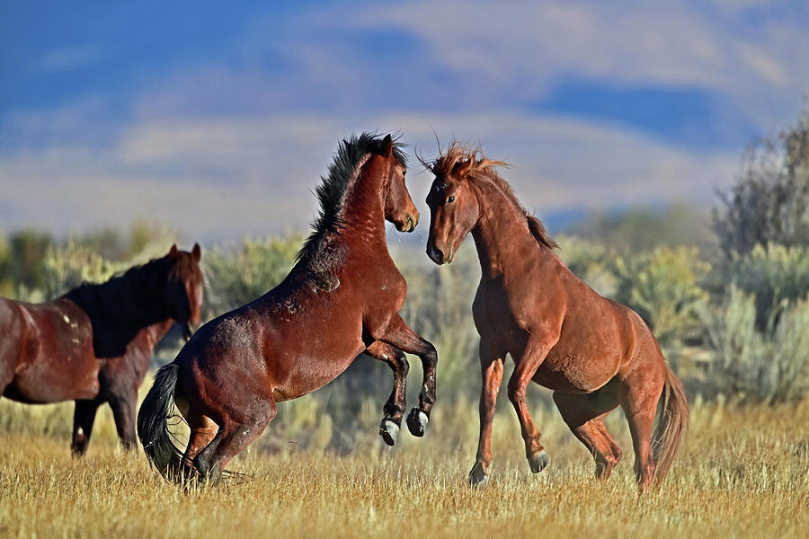 Wild Horse - On hind legs for the fight Photograph by Amazing Action Photo Video