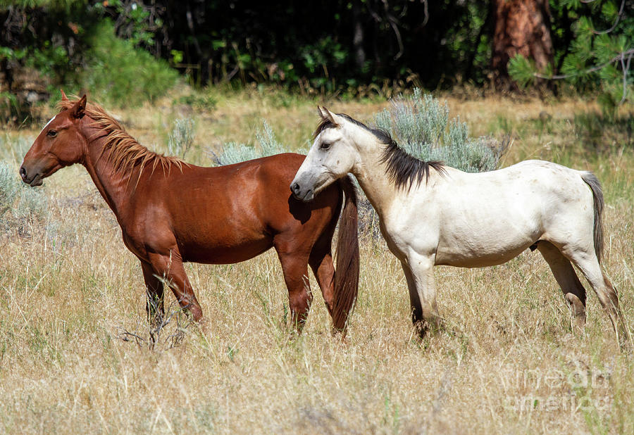 Wild Horse Pair Photograph by Michael Dawson