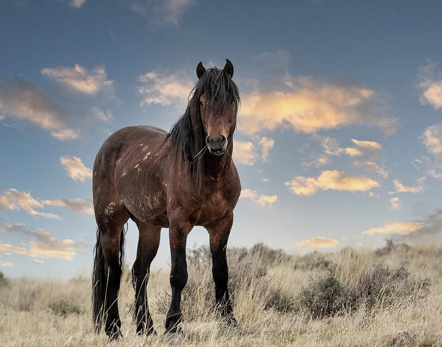 Wild Horse Ponca Photograph by Ronnie And Frances Howard