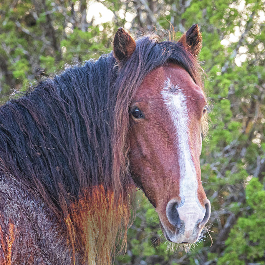 Wild Horse Portrait - North Carolina Banker Pony Photograph by Bob Decker