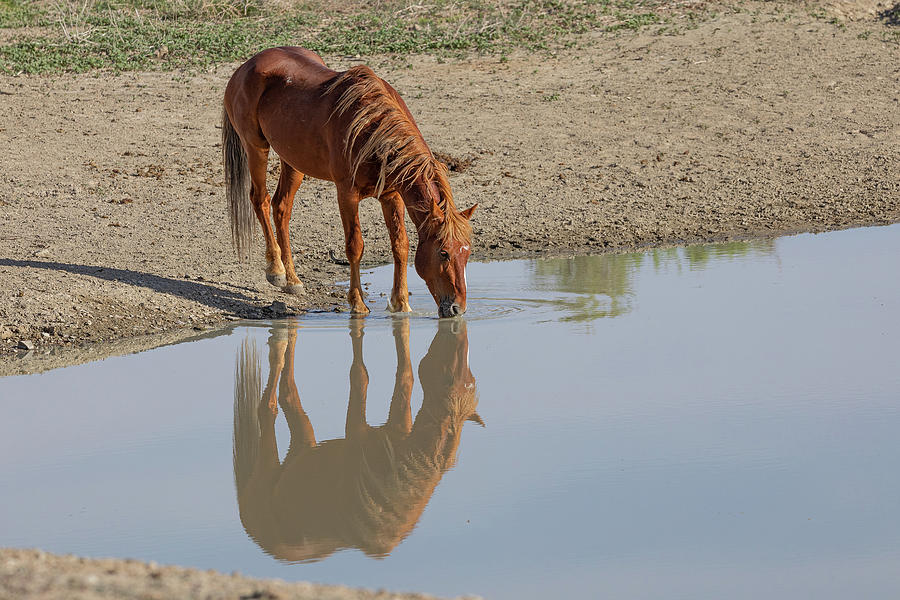 Wild Horse Reflection Photograph