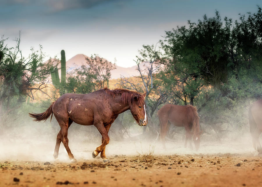 Wildlife Photograph - Wild Horse Running in Arizona Desert by Good Focused