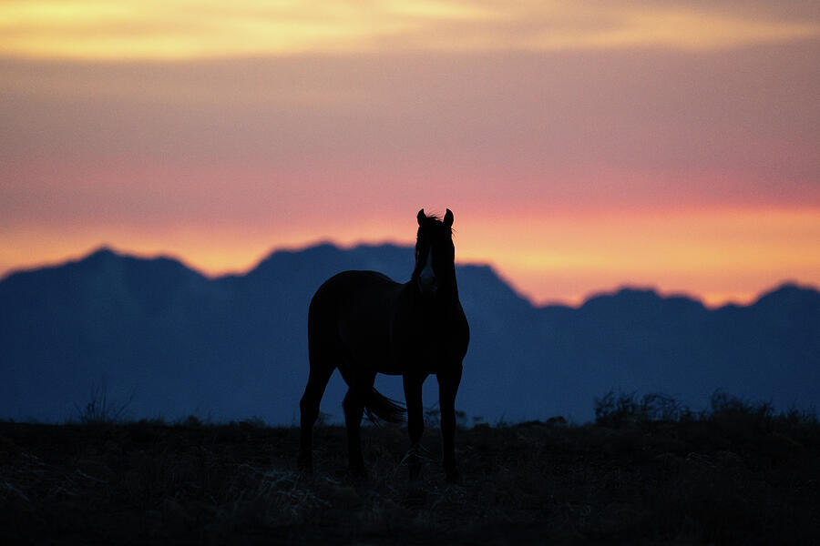 Wild Horse Silhouette Photograph by Wesley Aston Wild Horse Silhouette Photograph by Wesley Aston