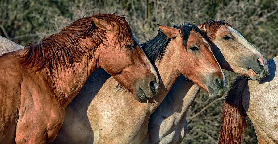 Wild Horse Trio Photograph by Dave Dilli