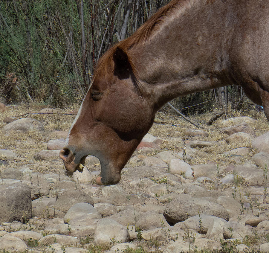 Wild Horse Yawning Photograph by Christy Garavetto