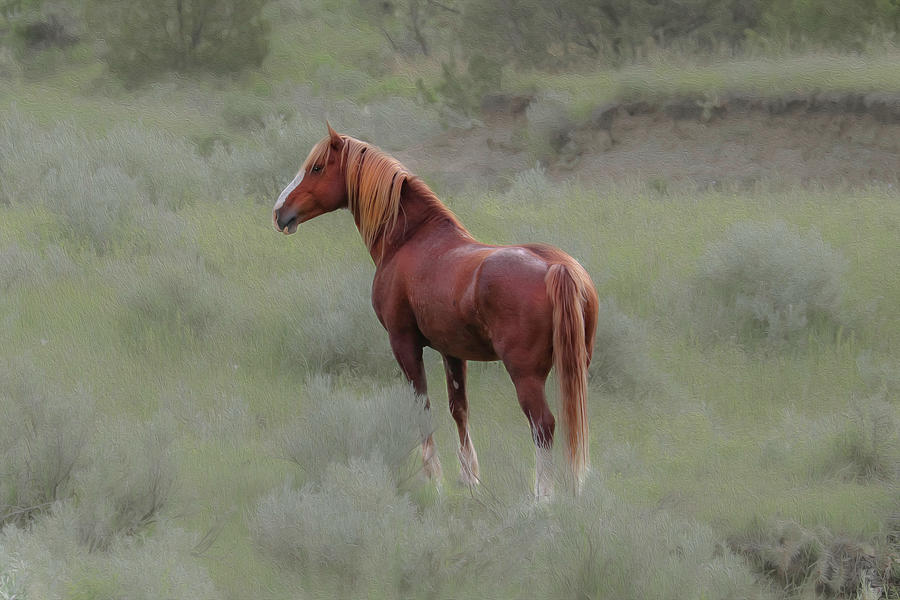 Wild Horses 10A Photograph by Sally Fuller