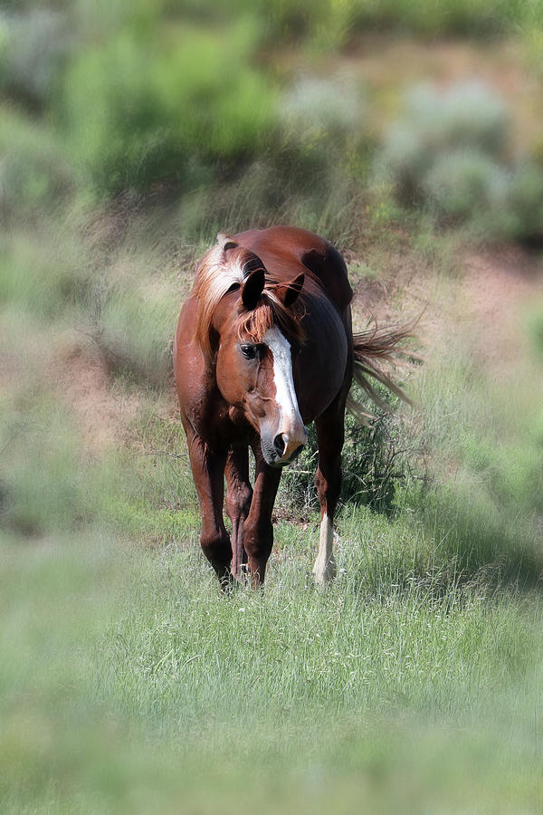 Wild Horses 11C Flax Photograph by Sally Fuller