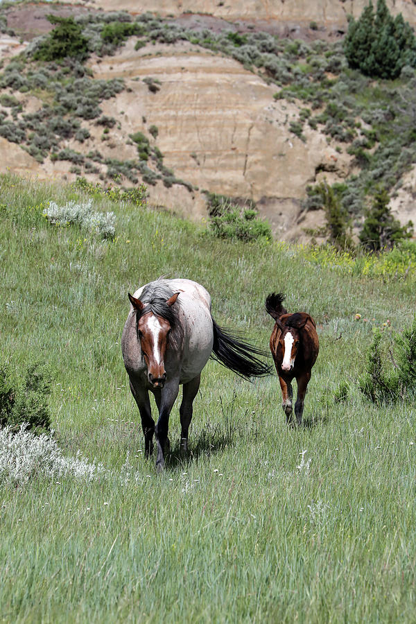Wild Horses 12A Photograph by Sally Fuller