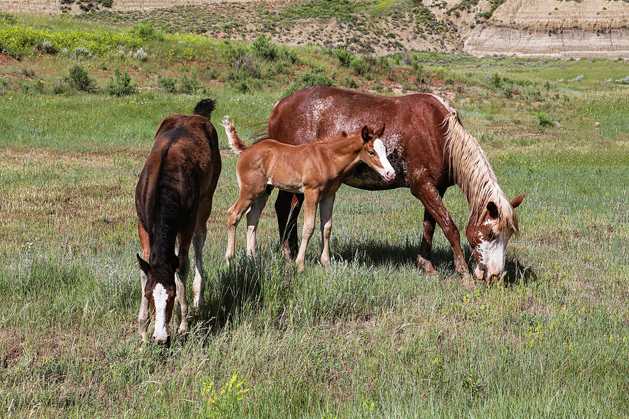Wild Horses 13A Photograph by Sally Fuller