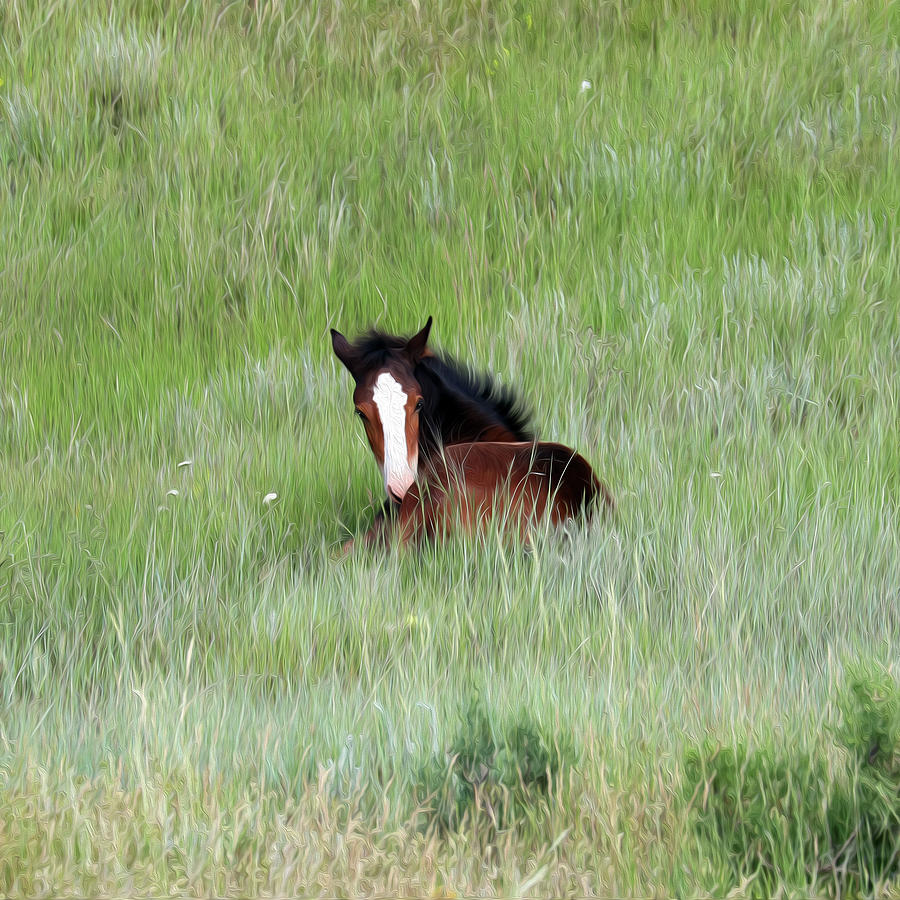 Wild Horses 14A Photograph by Sally Fuller